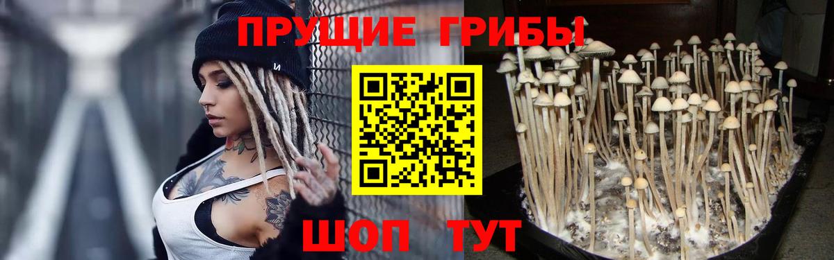 Псилоцибиновые грибы мицелий  Вход с VPN  Галлюциногенные грибы Psilocybe  Кувандык 